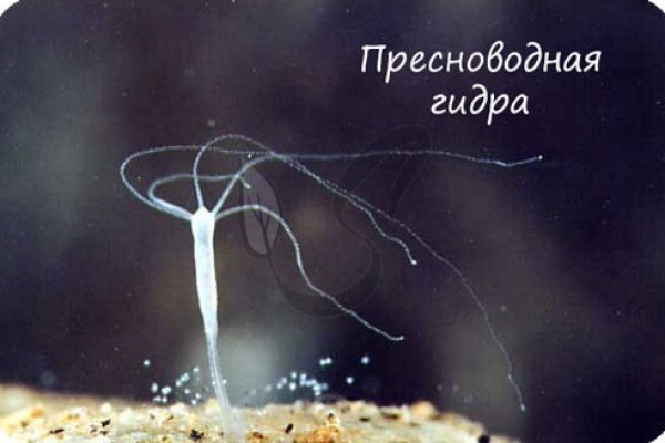Kraken рабочая ссылка 2025