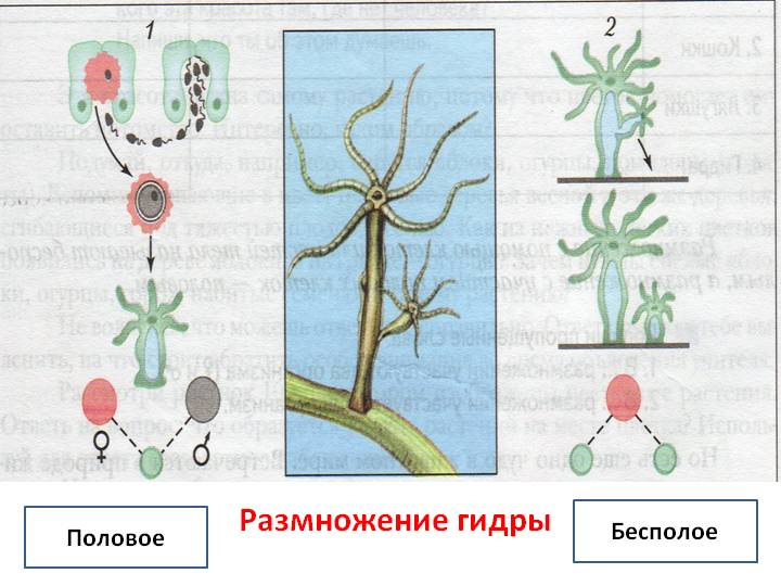 Onion сайт кракен
